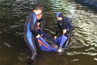 На Кубани полицейские изъяли 2 дельфинов из ямы с водой в заброшенном коровнике