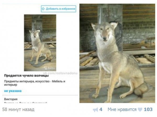 На Авито продается Упоротоя волчица