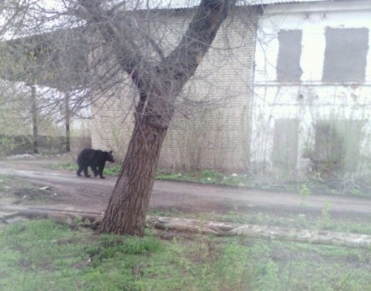 Медведь сбежал из цирка и несколько часов бегал по городу