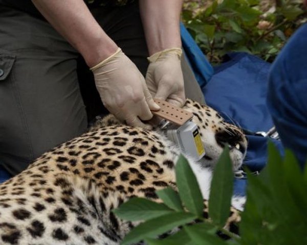 Российская Экологическая палата потребовала WWF отчитаться за леопардов