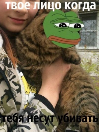 Две девушки ради забавы зверски убивали и калечили собак и кошек. 18+
