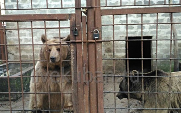 Диких медведей держат в клетках на базе отдыха в Лабинском районе