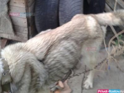 Замороженная кошка и половина собаки были найдены при проникновении в доме живодера